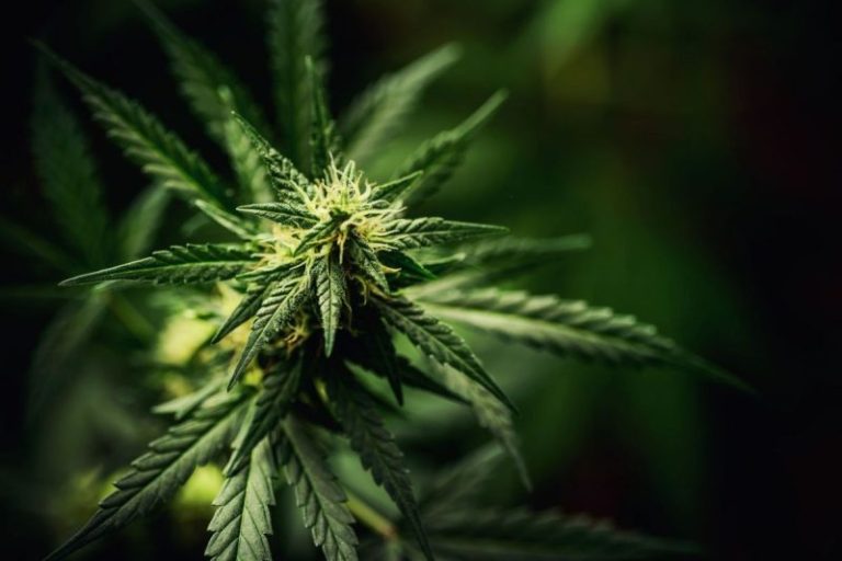 Cannabis Market Update: H1 2024 in Review