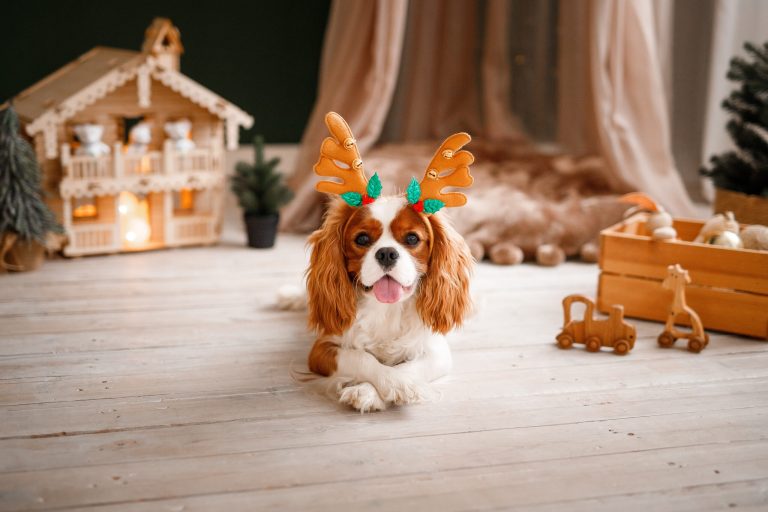 Why are sales of seasonal pet products in the UK soaring this Christmas?