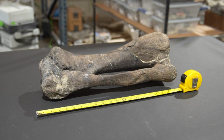 Rally’s $13.75 mn Stegosaurus IPO is bringing fossils to the market. Should you invest?