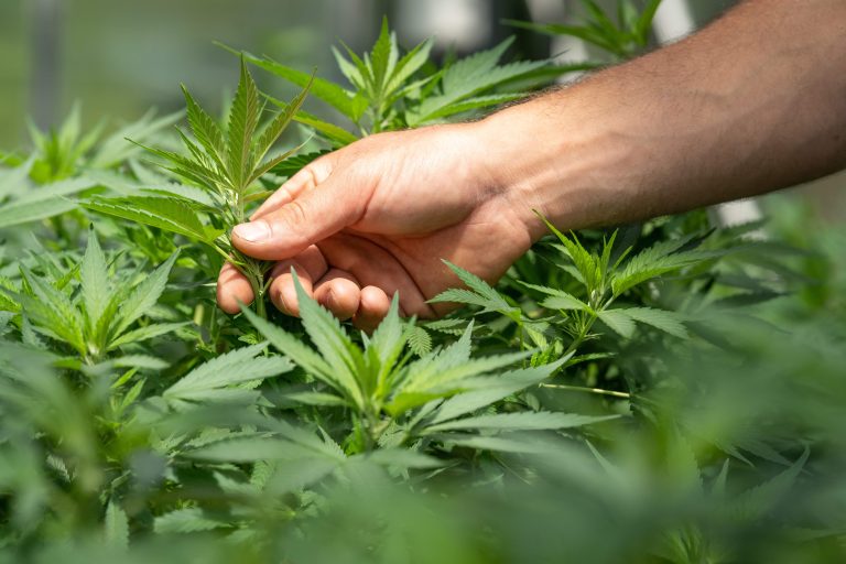 Tilray stock faces challenges despite potential Trump 2.0 cannabis legalization